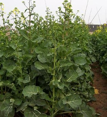 Rapini seed  Brassica rapa 